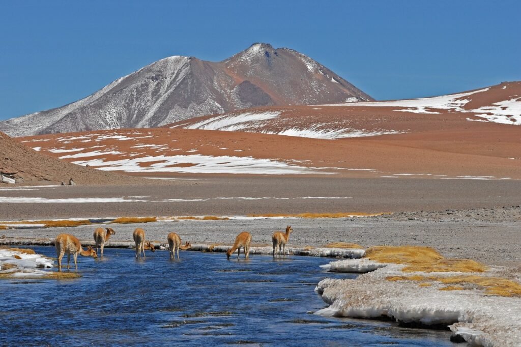 chile, to the, nature, mountains, mountain river, alpaca, landscape